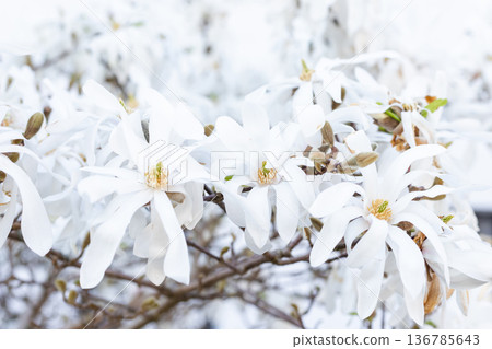 Soft white spring blossoms on tree branch natural floral background 136785643