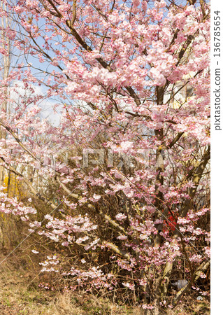 Fresh cherry blossom bloom scenic spring botanical backdrop Fresh cherry blossom bloom scenic spring botanical backdrop 136785654