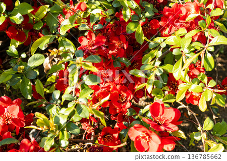Bright red spring blossoms on ornamental shrub natural floral background 136785662
