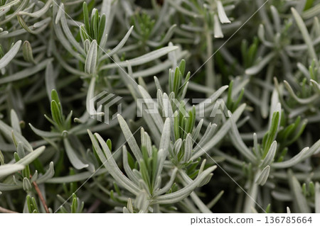 Fresh lavender bush foliage natural spring herbal wallpaper background Fresh lavender bush foliage natural spring herbal wallpaper background 136785664