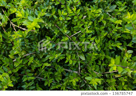 Lush green bush leaves texture natural background 136785747