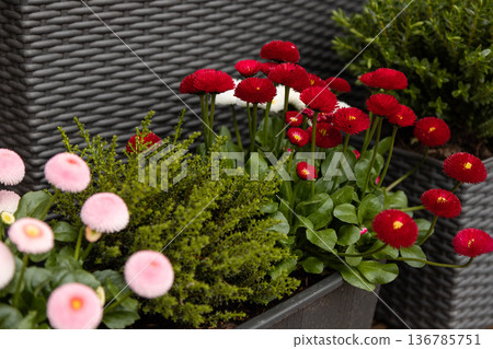 Early spring primroses in planter urban gardening detail Early spring primroses in planter urban gardening detail 136785751