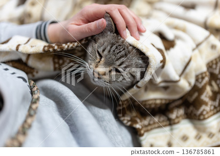 hold a cat hold a cat 136785861