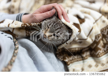 hold a cat 136785862
