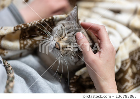 hold a cat 136785865