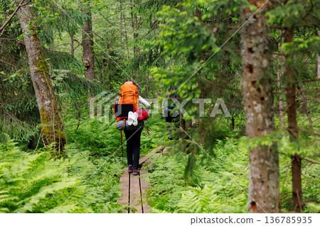 Hiking through a lush green forest path at dusk with backpacks and nature's serenity all around Hiking through a lush green forest path at dusk with backpacks and nature's serenity all around 136785935