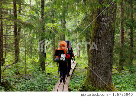 Exploring the lush wilderness on a wooden trail with heavy backpacks in the heart of nature Exploring the lush wilderness on a wooden trail with heavy backpacks in the heart of nature 136785940