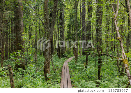 Walking along a wooden path through lush, vibrant forest greenery in the heart of nature Walking along a wooden path through lush, vibrant forest greenery in the heart of nature 136785957