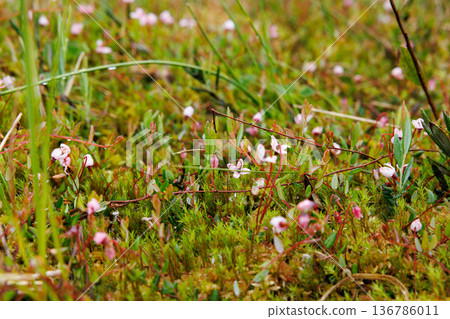 Delicate pink flowers bloom amid lush green moss on a sunny day in a serene meadow 136786011