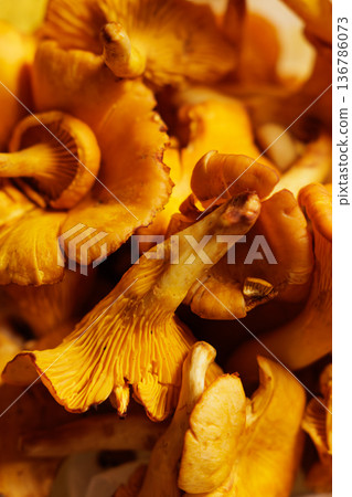 Vibrant yellow chanterelle mushrooms captured in a close-up view during the autumn harvest season Vibrant yellow chanterelle mushrooms captured in a close-up view during the autumn harvest season 136786073