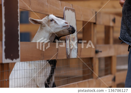 Curious goat reaches through fence for a friendly encounter at a farm 136786127