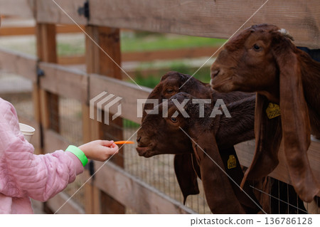 Engaging with friendly goats in a cozy farm setting during a sunny afternoon 136786128