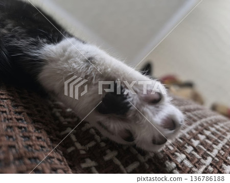 A close-up of a black and white cat s paw, featuring soft fur and unique markings. The paw rests on a brown textured surface, creating a cozy atmosphere perfect for pet lovers. A close-up of a black and white cat s paw, featuring soft fur and unique markings. The paw rests on a brown textured surface, creating a cozy atmosphere perfect for pet lovers. 136786188