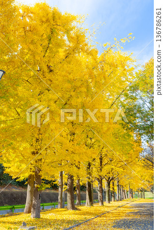 Kawagoe Water Park, Ikebe, Kawagoe City, Saitama Prefecture: Rows of yellow ginkgo trees and a bed of fallen leaves Kawagoe Water Park, Ikebe, Kawagoe City, Saitama Prefecture: Rows of yellow ginkgo trees and a bed of fallen leaves 136786261