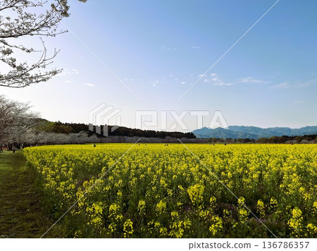 盛開的櫻花與油菜花的比較 | 春日鄉村與藍天 盛開的櫻花與油菜花的比較 | 春日鄉村與藍天 136786357