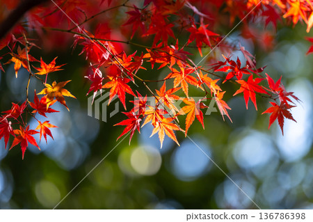 A close-up of a backlit maple tree next to the Shakado Hall of the Tendai sect's special head temple, Chuin, in Kosenba-cho, Kawagoe City, Saitama Prefecture, with the background blurred A close-up of a backlit maple tree next to the Shakado Hall of the Tendai sect's special head temple, Chuin, in Kosenba-cho, Kawagoe City, Saitama Prefecture, with the background blurred 136786398