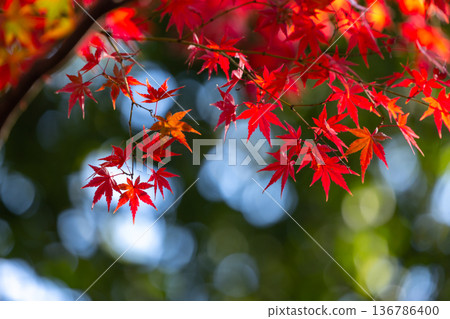 A close-up of a backlit maple tree next to the Shakado Hall of the Tendai sect's special head temple, Chuin, in Kosenba-cho, Kawagoe City, Saitama Prefecture, with the background blurred 136786400