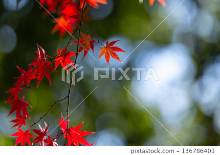 A close-up of a backlit maple tree next to the Shakado Hall of the Tendai sect's special head temple, Chuin, in Kosenba-cho, Kawagoe City, Saitama Prefecture, with the background blurred A close-up of a backlit maple tree next to the Shakado Hall of the Tendai sect's special head temple, Chuin, in Kosenba-cho, Kawagoe City, Saitama Prefecture, with the background blurred 136786401