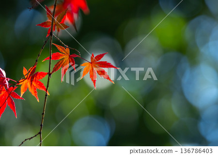 A close-up of a backlit maple tree next to the Shakado Hall of the Tendai sect's special head temple, Chuin, in Kosenba-cho, Kawagoe City, Saitama Prefecture, with the background blurred 136786403