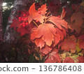 A beautiful close-up of vibrant red autumn leaves paired with clusters of bright red berries. This image captures the essence of fall, showcasing nature s beauty, perfect for seasonal designs. 136786408