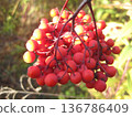 A close-up view features a cluster of vibrant red berries on slender branches. Warm autumn sunlight enhances the beauty and details of the fruit, perfect for seasonal themes. 136786409