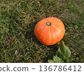 A bright orange pumpkin rests in green grass under warm sunlight, symbolizing the autumn harvest season. Ideal for Thanksgiving promotions, recipes, and festive decorations. 136786412