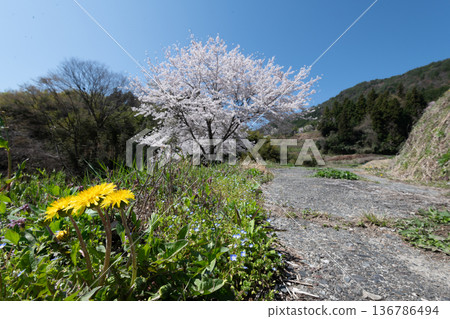 寧靜鄉村的櫻花盛開 136786494
