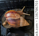 A giant African land snail rests in a black container, showcasing its large shell and extended eyes. It is a popular pet and an intriguing subject for nature photography. 136786703