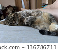 A relaxed tabby cat lies on its back on a bed, exposing its belly and paws. The cat shows contentment, making this image ideal for pet blogs or articles about animal behavior. 136786711