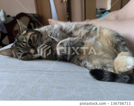 A relaxed tabby cat lies on its back on a bed, exposing its belly and paws. The cat shows contentment, making this image ideal for pet blogs or articles about animal behavior. A relaxed tabby cat lies on its back on a bed, exposing its belly and paws. The cat shows contentment, making this image ideal for pet blogs or articles about animal behavior. 136786711