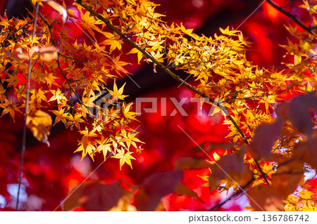 Backlit yellow and red maple leaves in front of Fusen-tei, a special temple in the Tendai sect of Buddhism, in Kosenba-cho, Kawagoe City, Saitama Prefecture 136786742