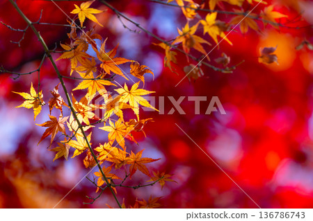 Backlit yellow and red maple leaves in front of Fusen-tei, a special temple in the Tendai sect of Buddhism, in Kosenba-cho, Kawagoe City, Saitama Prefecture Backlit yellow and red maple leaves in front of Fusen-tei, a special temple in the Tendai sect of Buddhism, in Kosenba-cho, Kawagoe City, Saitama Prefecture 136786743