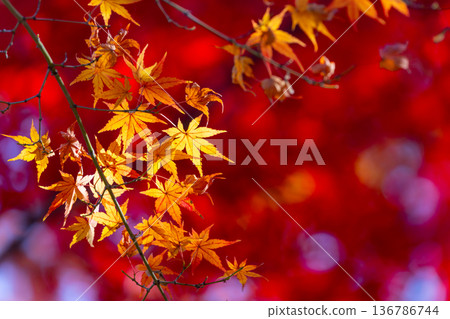 Backlit yellow and red maple leaves in front of Fusen-tei, a special temple in the Tendai sect of Buddhism, in Kosenba-cho, Kawagoe City, Saitama Prefecture Backlit yellow and red maple leaves in front of Fusen-tei, a special temple in the Tendai sect of Buddhism, in Kosenba-cho, Kawagoe City, Saitama Prefecture 136786744