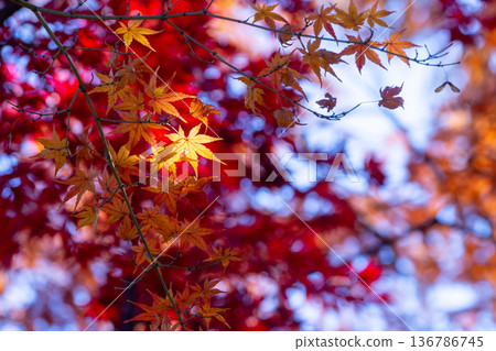 Backlit yellow and red maple leaves in front of Fusen-tei, a special temple in the Tendai sect of Buddhism, in Kosenba-cho, Kawagoe City, Saitama Prefecture 136786745