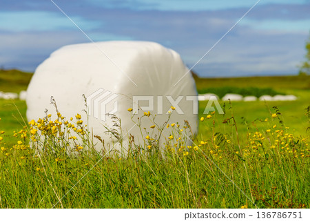 Bale of hay wrapped in plastic foil Bale of hay wrapped in plastic foil 136786751