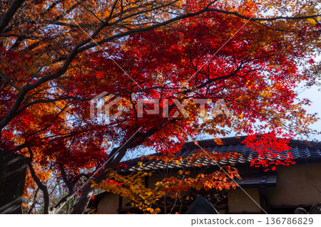 Bright red maple leaves in the backlight in front of Fuzentei, a special temple in the Tendai sect of Buddhism, Kosenba-cho, Kawagoe City, Saitama Prefecture 136786829