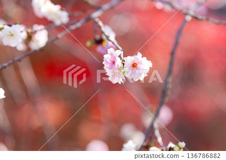 埼玉縣川越市小船場町天台宗別角本山中院境內的冬櫻花（十月櫻花）特寫 136786882