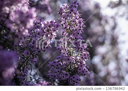 Erica's flower 136786942