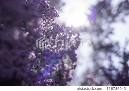 埃里卡的花 埃里卡的花 136786943