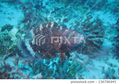 Swimming red humphead wrasse Psyche Underwater photo 136786945