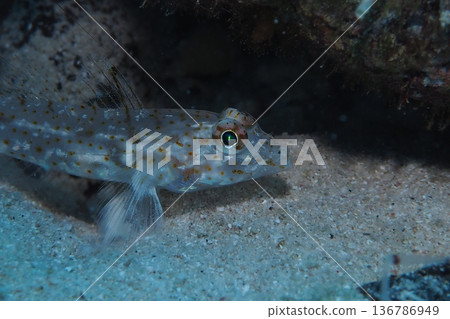 珊瑚礁下拍攝的黑鰭礁鯊和三角蝦虎魚的水下照片 136786949