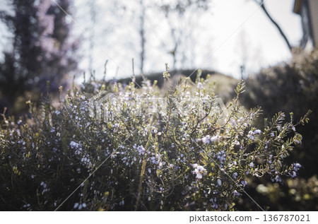 迷迭香馬洛卡粉紅色 迷迭香馬洛卡粉紅色 136787021