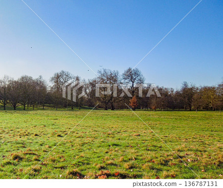 A view of lawns and deciduous trees in a London park. Blue sky in early spring. A view of lawns and deciduous trees in a London park. Blue sky in early spring. 136787131
