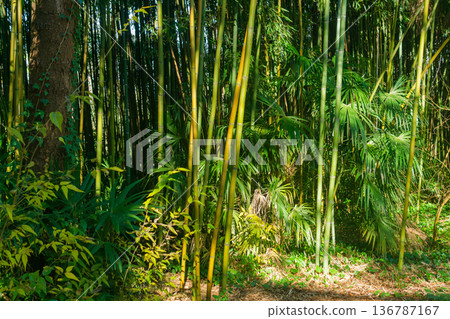 Bamboo grove in morning light. 136787167