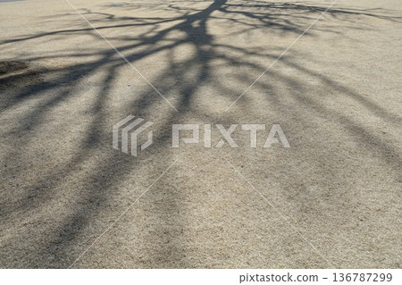 The shadows of trees in winter are cast on the winter lawn. The shadows of trees in winter are cast on the winter lawn. 136787299