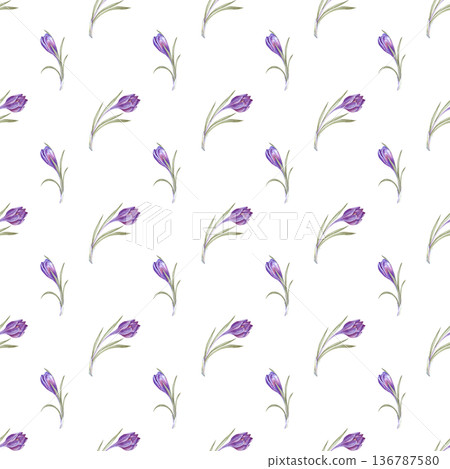 Seamless pattern with purple crocuses on an isolated background. Botanical watercolor illustration with spring primroses. A delicate seamless floral background for decorating the themes of spring and 136787580