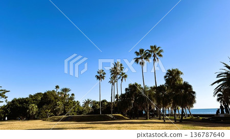 海灘上的棕櫚樹和藍天 | 日本令人驚嘆的夏季海灘景色 海灘上的棕櫚樹和藍天 | 日本令人驚嘆的夏季海灘景色 136787640