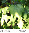 Close-up of Fresh Green Chaya Leaves - Mexican Tree Spinach in Natural Sunlight 136787656