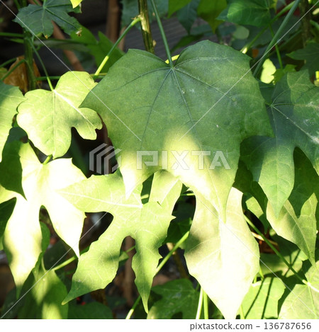 Close-up of Fresh Green Chaya Leaves - Mexican Tree Spinach in Natural Sunlight Close-up of Fresh Green Chaya Leaves - Mexican Tree Spinach in Natural Sunlight 136787656