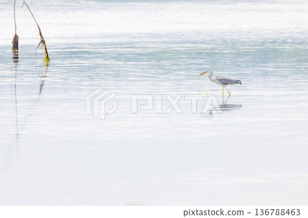 Gray heron Gray heron 136788463